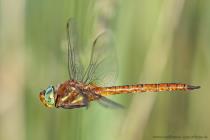 Keilfleckmosaikjungfer